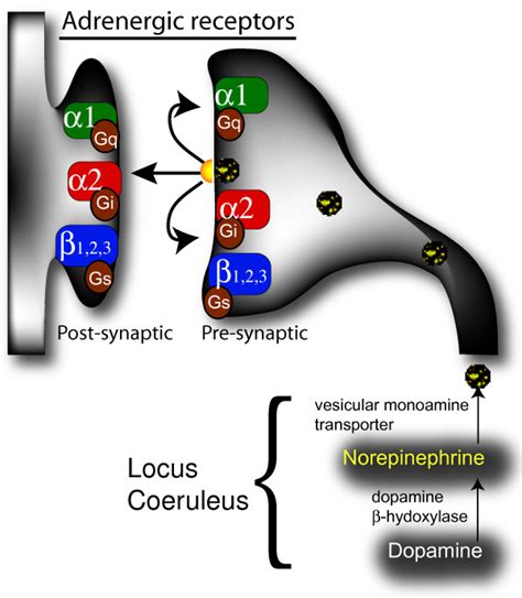 Norepinephrine Is Synthesized From Dopamine By Dopamine Hydroxylase