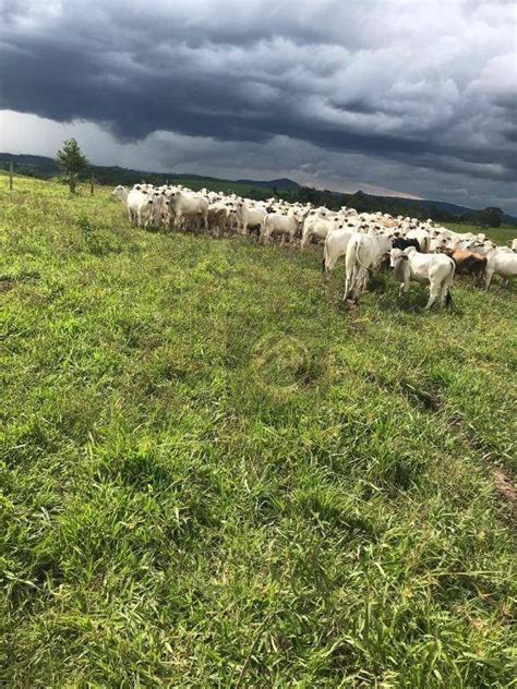 Fazenda Venda No Bairro Centro Em Guarania U Pre O De Venda R