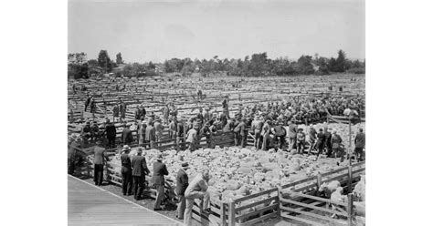 Farming Industry Photography Historical Mad On New Zealand