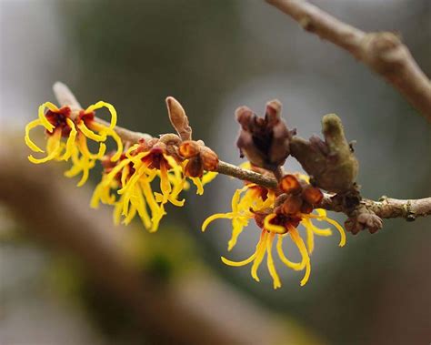 Hamamelis mollis | GardensOnline
