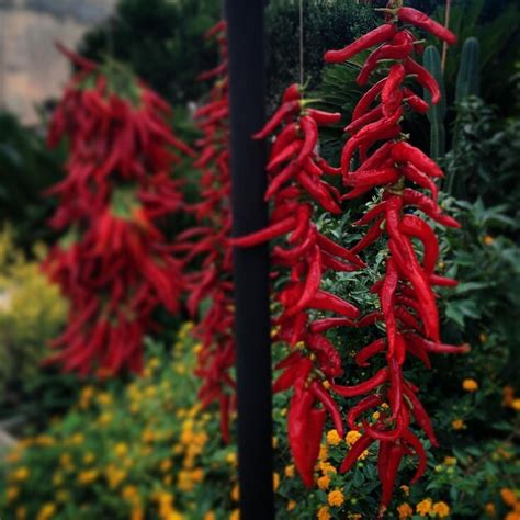 Premium Photo Bundles Of Red Chili Peppers Hanging Outdoors