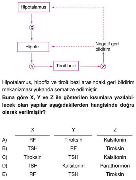 Duyu Organları Test Çöz 11 Sınıf Biyoloji Testleri