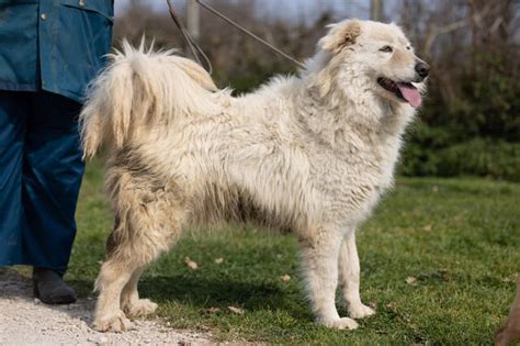 Neve Maremmano Mischling Hündin sucht ein Zuhause Hundehilfe