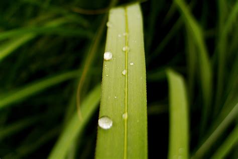 Free Images Water Nature Drop Dew Lawn Leaf Flower Green