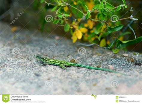 Small Green Lizard Stock Image Image Of Resting Outdoors 41458317