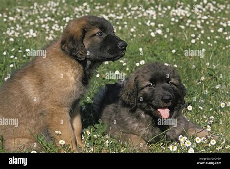 Leonberger hund Fotos und Bildmaterial in hoher Auflösung Alamy