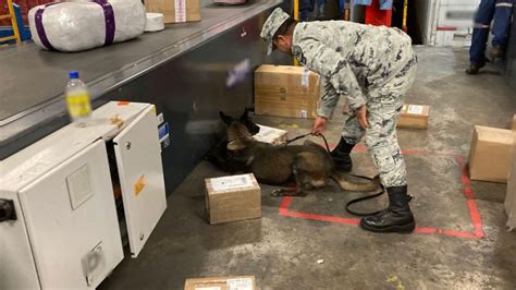 Guardia Nacional decomisa aparente marihuana en empresa de mensajería