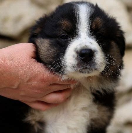 Uppittu Du Berry Noir Chien Berger Australien à l adoption Val