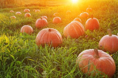 Field with Pumpkins at Sunset Stock Photo - Image of europe, beautiful ...