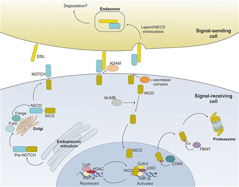 Notch T Cell