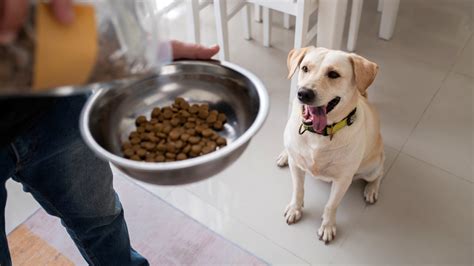 Se Puede Desarrollar Alergia A Los Perros