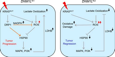 Drp1 Promotes Lactate Utilization In Kras‐mutant Non‐small‐cell Lung