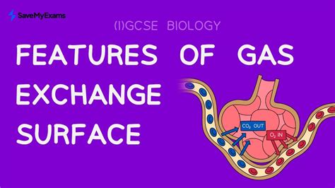 Gas Exchange Surfaces In 5 Minutes IGCSE GCSE Biology Mock Revision