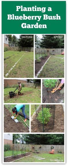 8 Blueberry Fence Ideas Veggie Garden Berry Garden Vegetable Garden