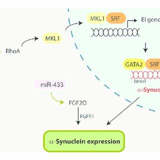 Mirnas That Impact On Synuclein Expression By Modulating