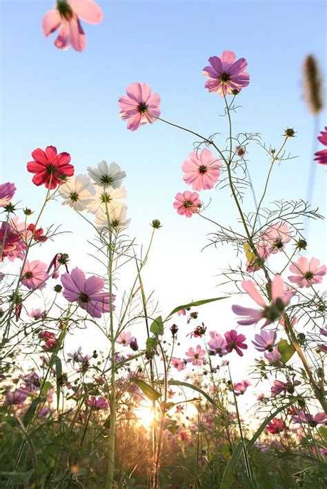 Pin By M Buonagura On Spring Flowers Trees Cosmos Flowers