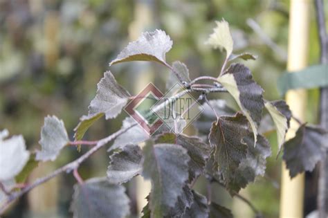 Betula Pendula Royal Frost Duet S J Produkcja I Dystrybucja Ro Lin