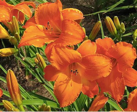 Mauna Loa Daylily Bare Root Plant Hardy Perennial For