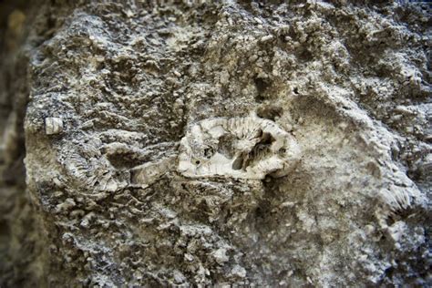 Fossils in the Limestone Rock Stock Image - Image of limestone ...