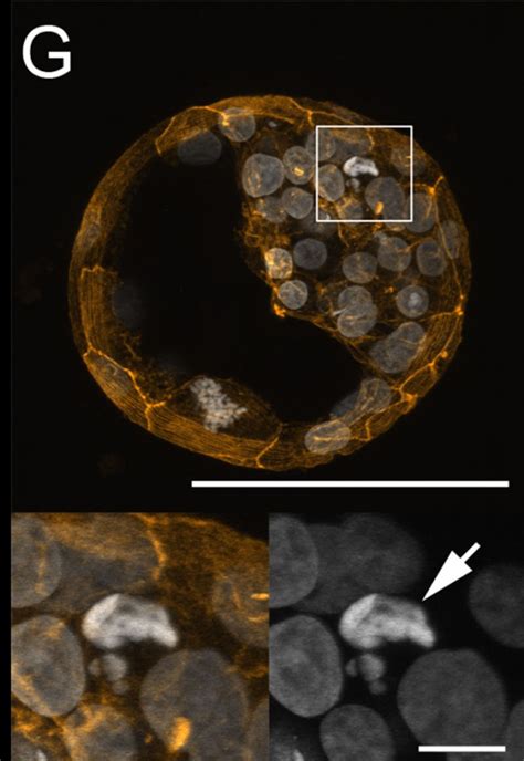 Bovine Development Embryology