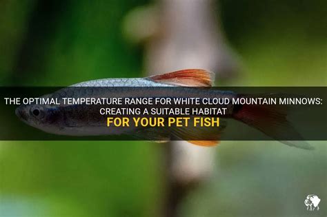 The Optimal Temperature Range For White Cloud Mountain Minnows ...