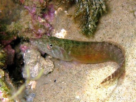 5 Fakta Famili Gobiesocidae Keluarga Clingfish