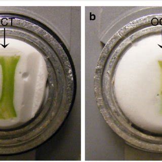 Summary Of Steps In Sample Preparation Protocol For Poinsettia A