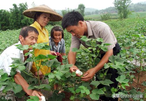 这些让棉花出苗齐、长势强、产量高的种植技巧，你都用对了吗？ 种植知识 花果之家