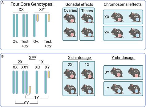 Illuminating The Mechanisms Underlying Sex Differences In Cardiovascular Disease Circulation