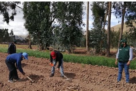 Midagri Campa A De Siembra Avanza Al En Jun N Diario Expreso