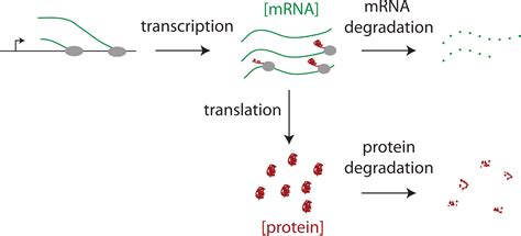 System wide analyses have underestimated protein abundances and the ...