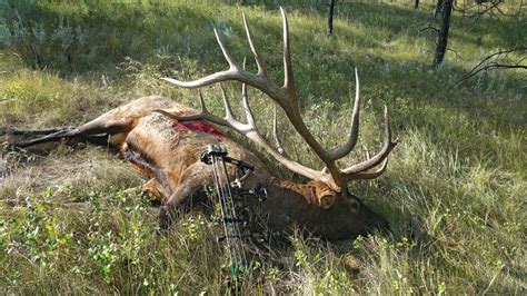 The New World Record Archery Elk Outdoor Life