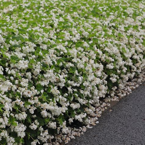 Begonia | Surefire® White | Proven Winners® Annuals – Proven Winners
