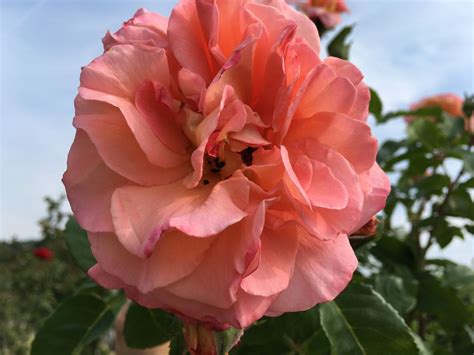 Hochstammrosen Spiess Baumschule Gartengestaltung Wahlsburg