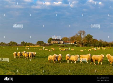 Former Island Of Schokland UNESCO World Heritage Site Netherlands