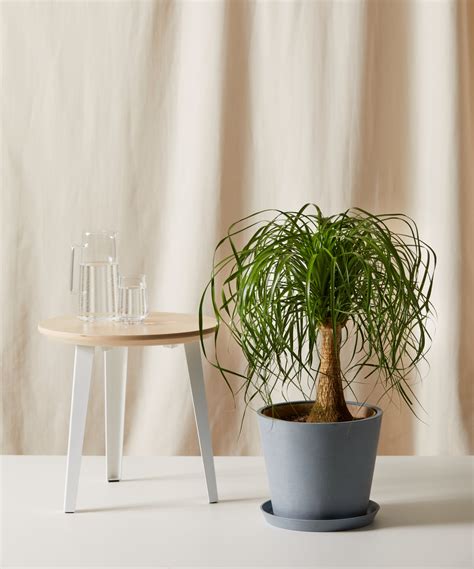 Buy Potted Ponytail Palm Tree Indoor Plant Bloomscape