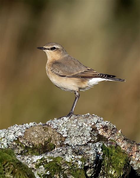 Tuesday 13th August 2024 Cornwall Birds CBWPS