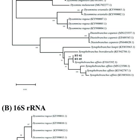 Phylogenic Tree Based On A Mitochondrial CO1 And B 16S RRNA Gene