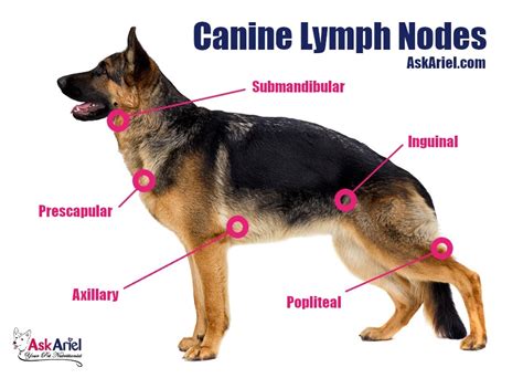 Symptoms & Holistic Treatment of Lymphoma in Dogs