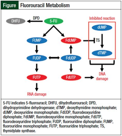 Fluorouracil Mechanism Of Action