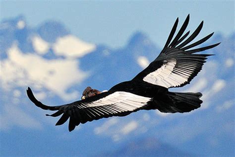 Male Andean Condor (Vultur gryphus) in flight - Birds Flight