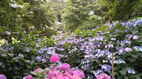 Hydrangea Macrophylla Mariesii Perfecta Esveld Shop