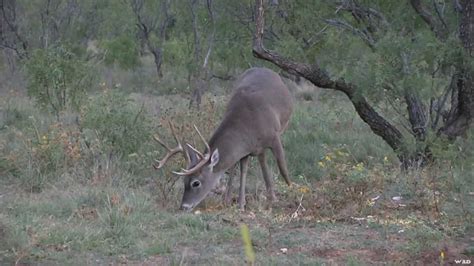 Bowhunting For Whitetail Deer Youtube