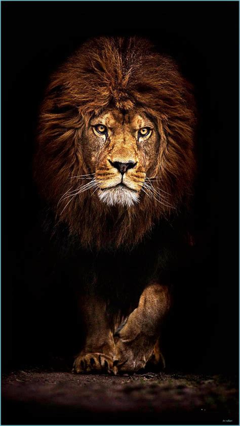 Cool Lions Wallpapers Wallpaper Cave