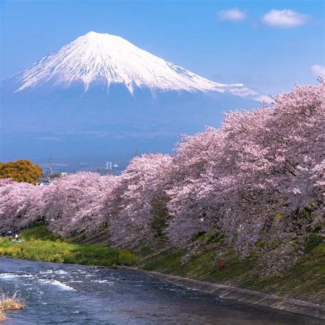 静岡県きれいな桜の名所11選早咲きの河津桜や富士山との絶景コラボも 4yuuu