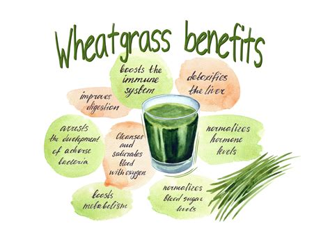 Wheatgrass Health Benefits Happy Body Formula