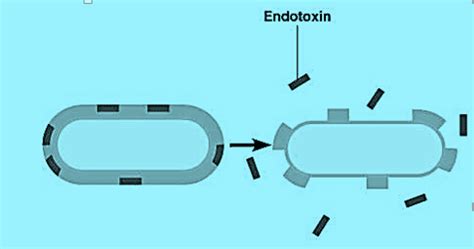 Endotoxin And Exotoxin Simplified Introduction And Differences