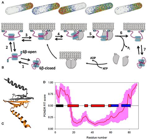 Frontiers Intrinsically Disordered Proteins And Their Mysterious