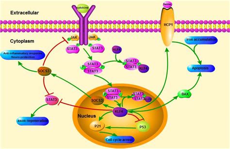 Frontiers The Role Of KLF4 In Alzheimers Disease