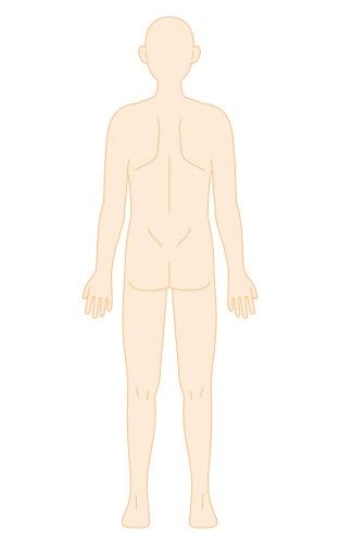 Human Body Bare And Nude Frontal View Royalty Free Vector